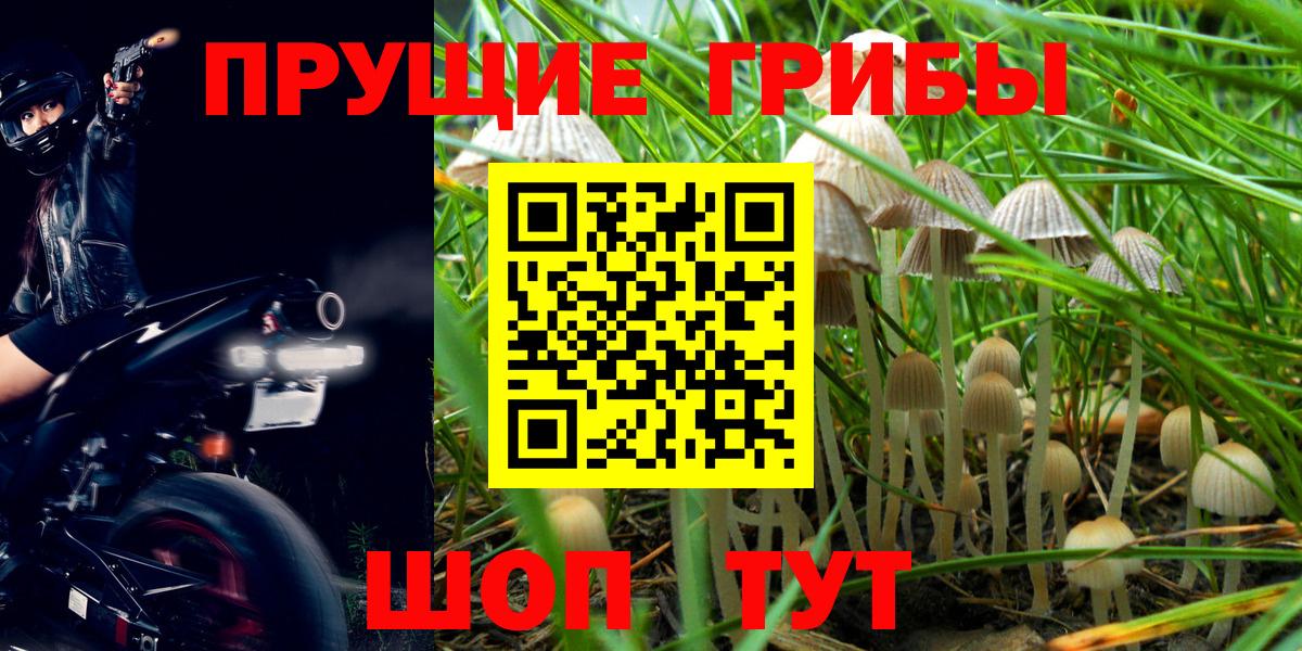 Псилоцибиновые грибы Psilocybine cubensis  Вход с VPN  Шадринск  Псилоцибиновые грибы MAGIC MUSHROOMS 
